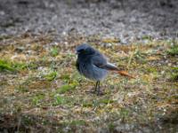 Hausrotschwanz Männchen